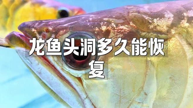 龍魚鰓蓋撞傷多久可以恢復正常