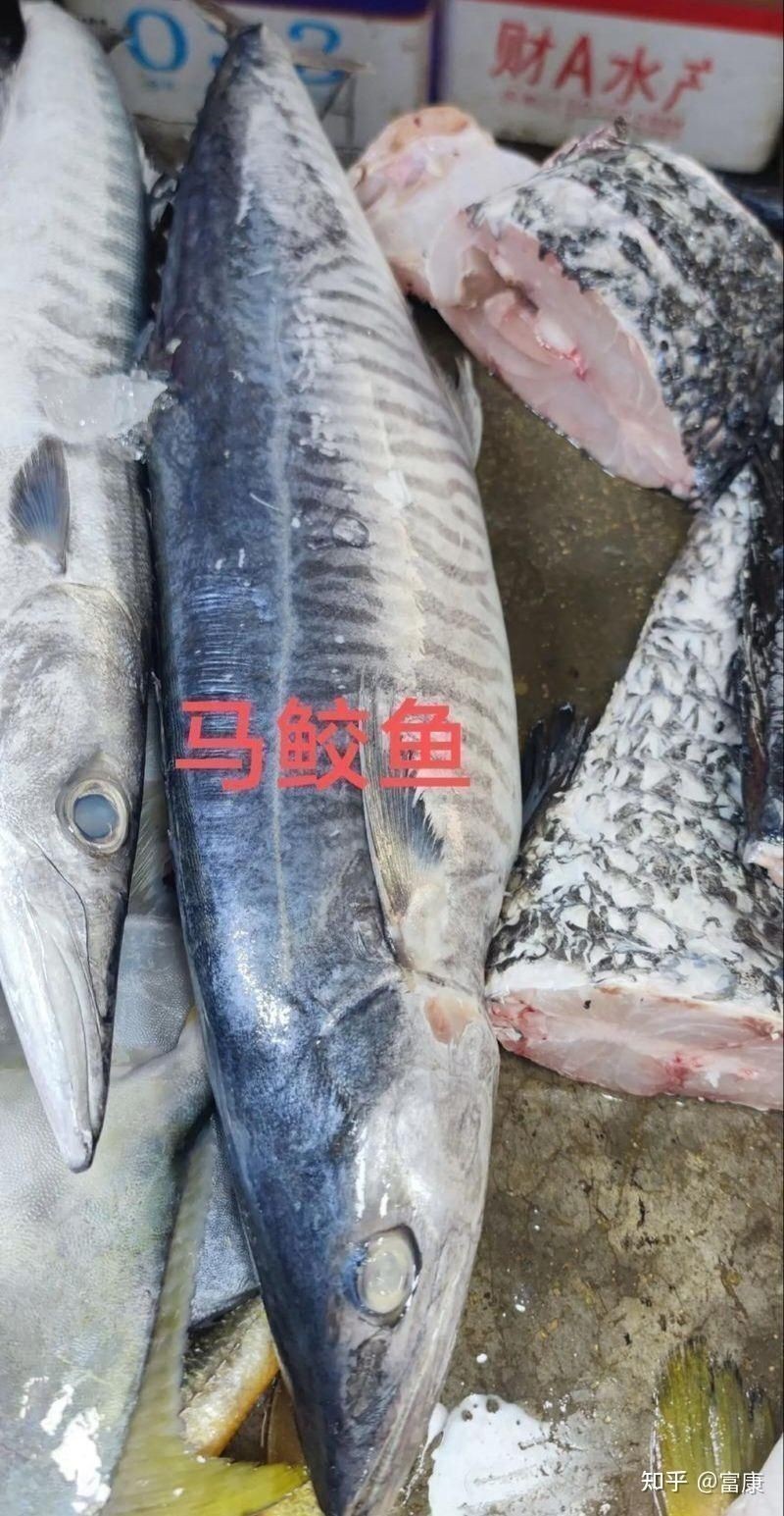 馬鯛魚(yú)不能碰的原因
