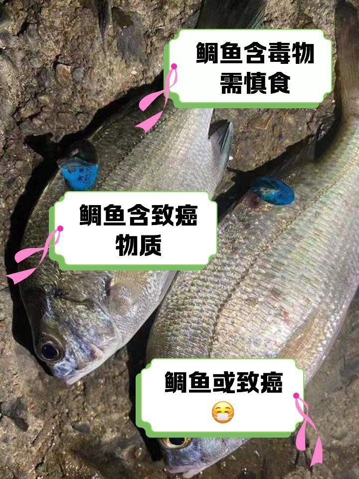 馬鯛魚(yú)不能碰的原因
