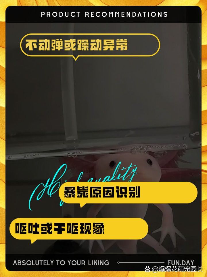 恐龍魚愛動嗎怎么回事兒