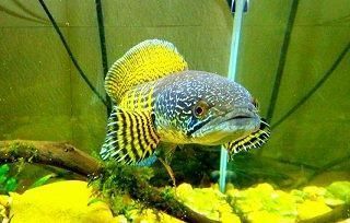 雷龍魚(yú)發(fā)色燈：如何調(diào)節(jié)雷龍魚(yú)發(fā)色燈光效