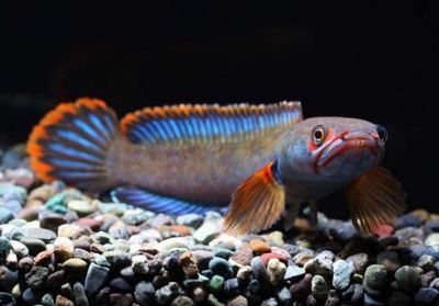 雷龍魚發色燈：如何調節雷龍魚發色燈光效