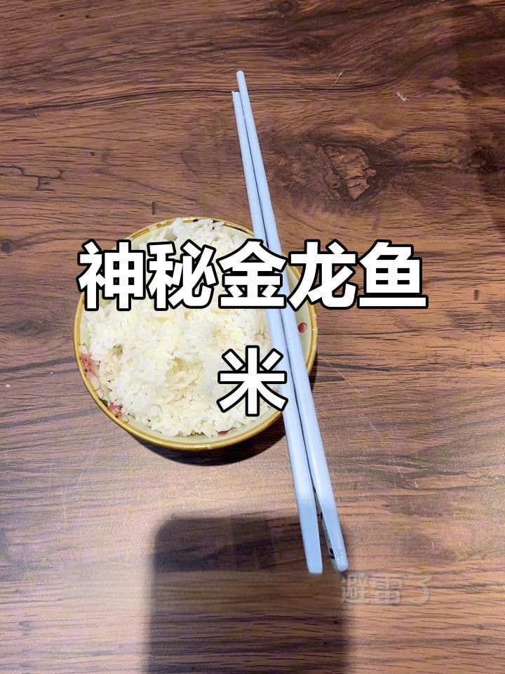 哪種金龍魚食物品牌最好？