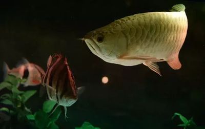 龍魚 白毛：龍魚身上出現白毛可能是蒙眼病的前兆，可能是這些情況