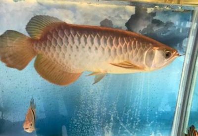 幼年龍魚：幼龍魚在飼養過程中，飲食的選擇對其生長發育和健康狀況至關重要