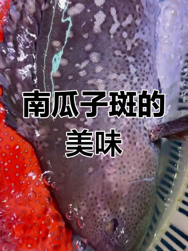 藍(lán)瓜子石斑魚