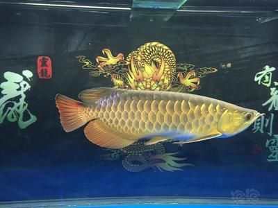龍魚三年還能長嗎：三年后的龍魚還能繼續生長嗎，