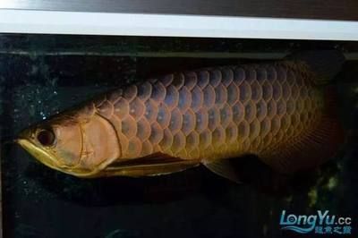 龍魚三年還能長嗎：三年后的龍魚還能繼續生長嗎，