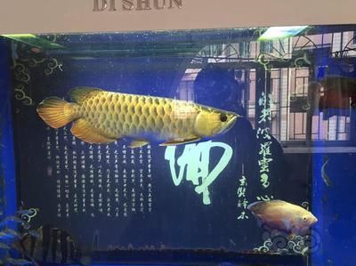 龍魚三年還能長嗎：三年后的龍魚還能繼續生長嗎，