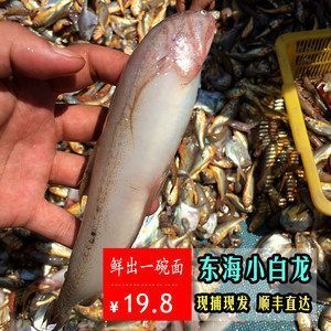 白龍魚可以吃嗎：白龍魚價格信息：白龍魚價格因品種、品相、大小等因素