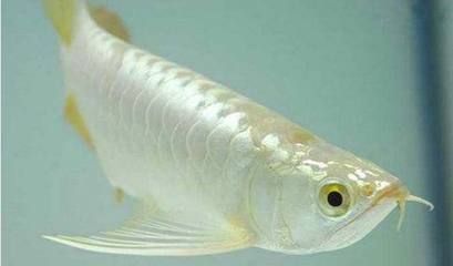 白龍魚可以吃嗎：白龍魚價格信息：白龍魚價格因品種、品相、大小等因素