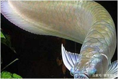 大型銀龍魚的（雙須骨舌魚的飼養注意事項，銀龍魚的飼養注意事項）