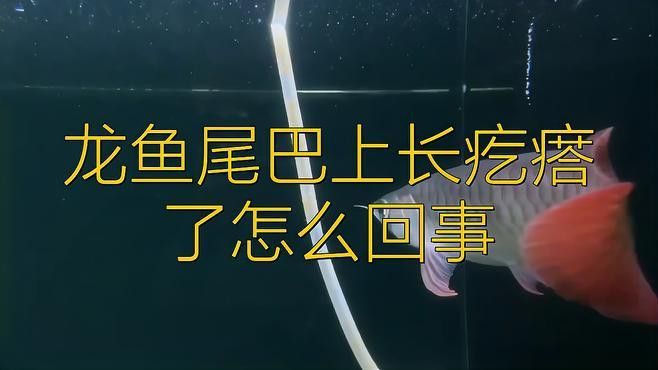 金龍魚縮尾鰭