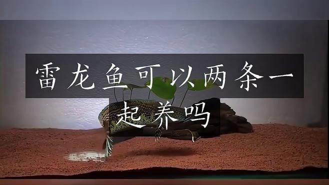 雷龍魚能養一對嗎