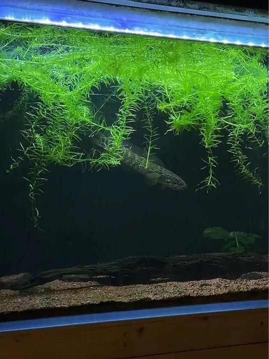 雷龍魚能養一對嗎