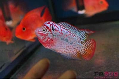 黑桃a魚為什么配龍魚黑桃a魚為什么配龍魚（黑桃a魚可以和什么魚混養）：黑桃a魚為什么配龍魚