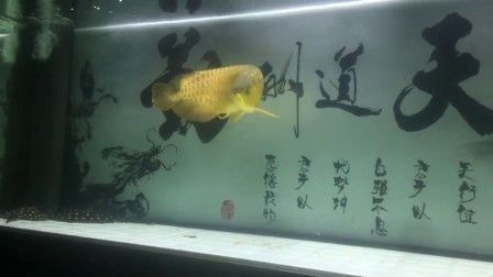 黃化龍魚是怎么來的（黃化龍魚的基因突變原理是什么黃化龍魚與其他品種的區別）