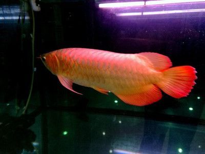 龍魚有小型的嗎：小型龍魚的飼養(yǎng)技巧