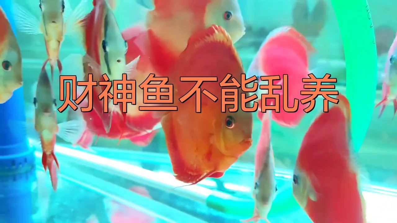藍(lán)面財(cái)神魚適合放哪里養(yǎng)