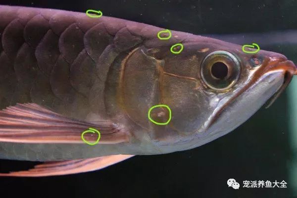 龍魚白點病不吃食會死嗎為什么：祥龍觀賞魚百科龍魚白點病的原因與治療方法