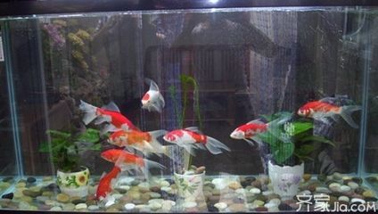 家中養龍魚風水講究圖解（養龍魚有什么風水講究）