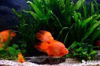 家中養龍魚風水講究圖解（養龍魚有什么風水講究）