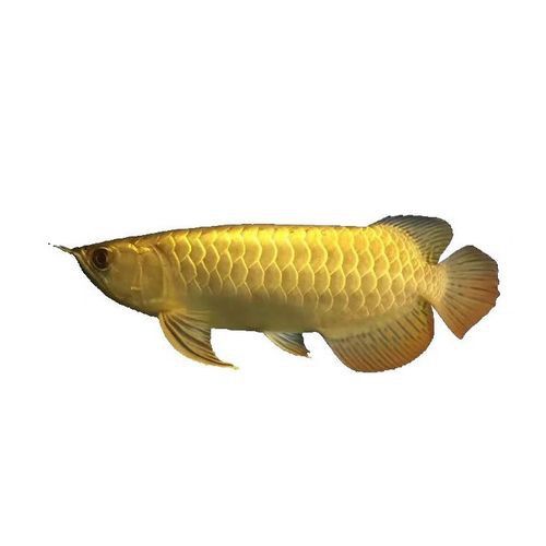 哪里可以購買到純種的星點龍魚？