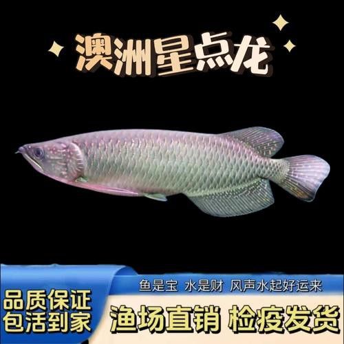 哪里可以購(gòu)買到純種的星點(diǎn)龍魚？