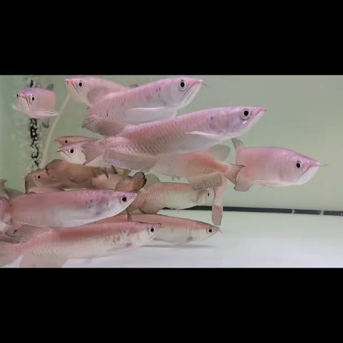 哪里可以購(gòu)買到純種的星點(diǎn)龍魚？