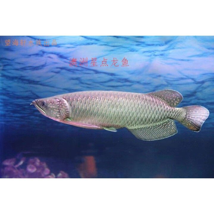 哪里可以購(gòu)買到純種的星點(diǎn)龍魚？