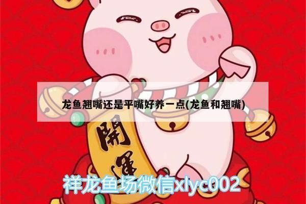 龍魚翹嘴好不好養(yǎng)活:翹嘴龍魚的飼養(yǎng)難度如何通過(guò)科學(xué)的飼養(yǎng)方法提高養(yǎng)殖成功幾率 龍魚百科 第3張 龍魚翹嘴好不好養(yǎng)活:翹嘴龍魚的飼養(yǎng)難度如何通過(guò)科學(xué)的飼養(yǎng)方法提高養(yǎng)殖成功幾率 龍魚翹嘴好不好養(yǎng)活:翹嘴龍魚的飼養(yǎng)難度如何通過(guò)科學(xué)的飼養(yǎng)方法提高養(yǎng)殖成功幾率 龍魚百科 第3張