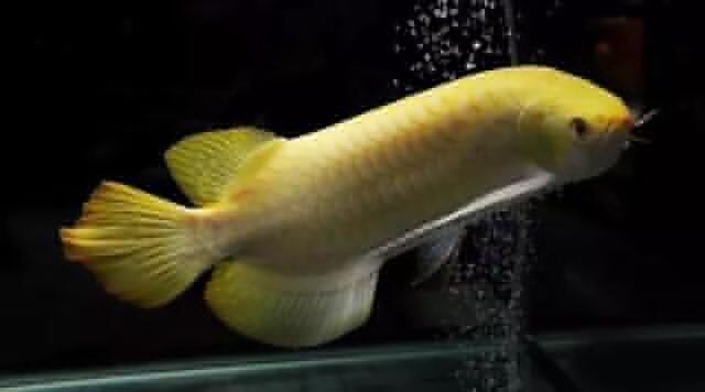 紅眼白子過背金龍魚（紅眼白子過背金龍魚的飼養技巧）
