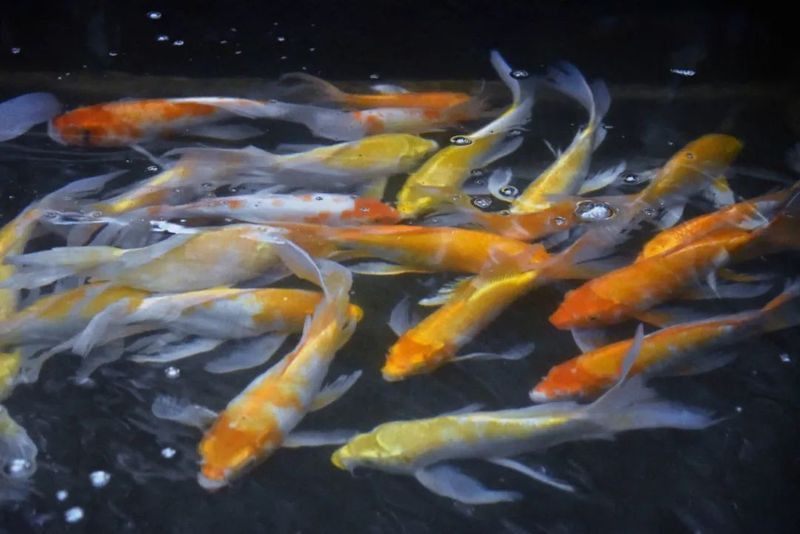 黑龍過背金龍魚有哪些繁殖記錄？