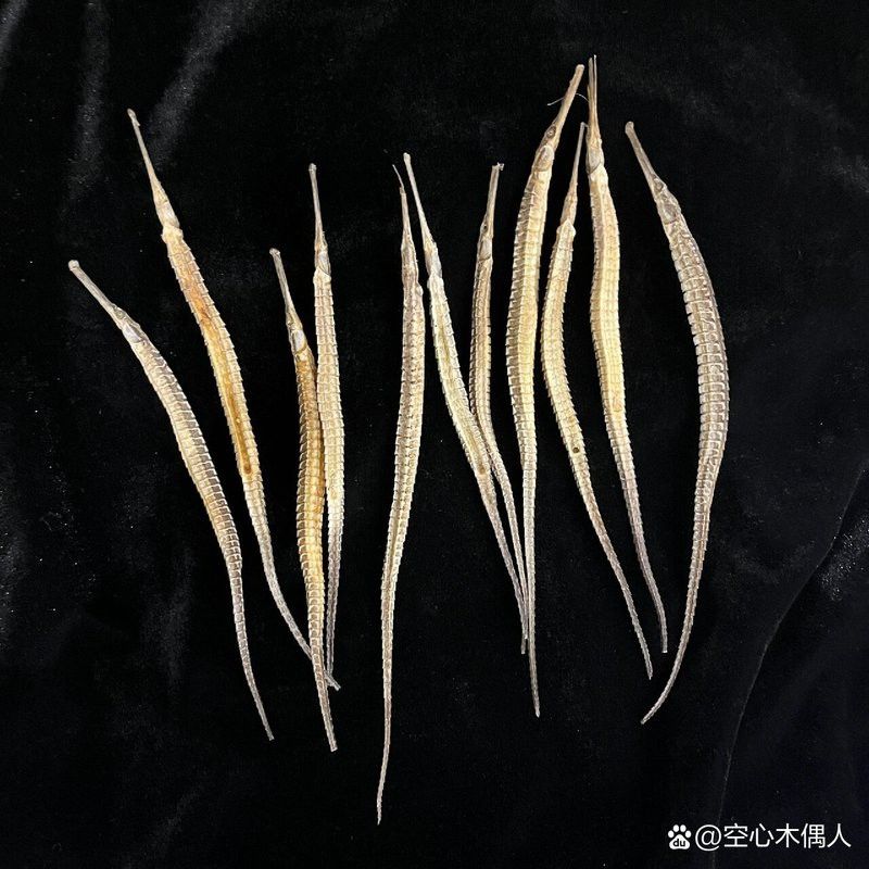 海龍和海馬哪個更有市場價值