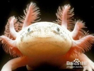 如何區分六角恐龍魚的公母？