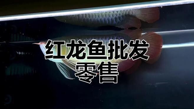 紅龍魚哪里買便宜 紅龍魚哪里買便宜 龍魚百科 第6張