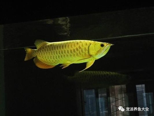 龍魚為什么會咬自己的尾巴呢圖片：龍魚為什么會咬自己的尾巴