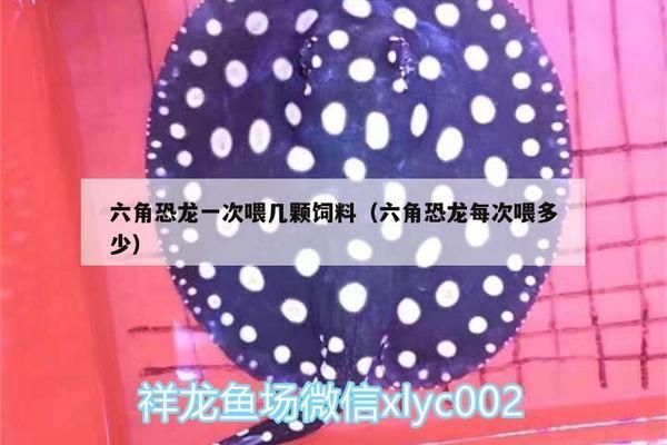 六角恐龍魚飼料一次喂幾粒合適（六角恐龍魚的飼料一次喂幾粒合適）