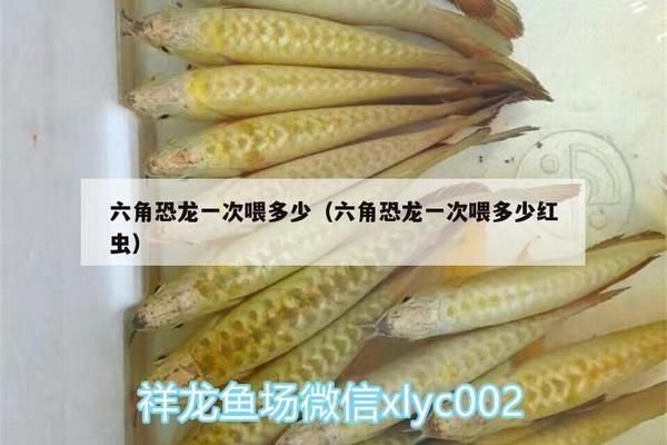 六角恐龍魚飼料一次喂幾粒合適（六角恐龍魚的飼料一次喂幾粒合適）