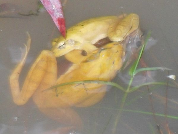 龍魚喂金蛙幾天喂一次：龍魚喂金蛙幾天喂一次，根據搜索結果