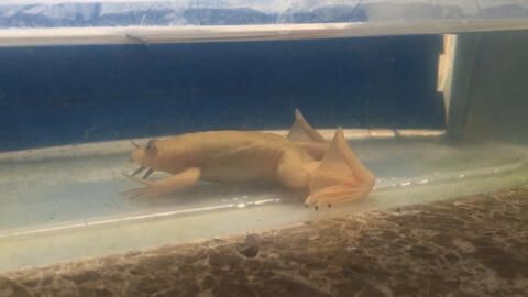 龍魚喂金蛙幾天喂一次：龍魚喂金蛙幾天喂一次，根據搜索結果