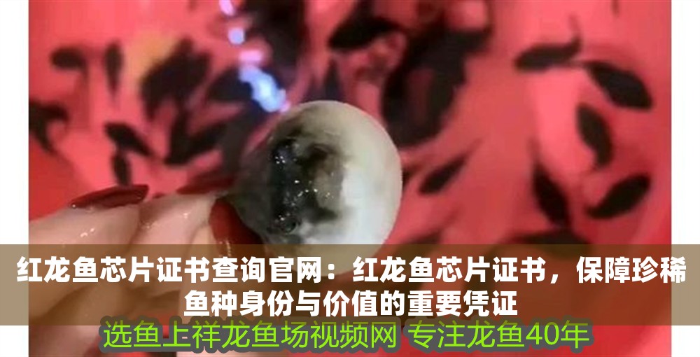 紅龍魚(yú)芯片證書(shū)查詢官網(wǎng)：紅龍魚(yú)芯片證書(shū)，保障珍稀魚(yú)種身份與價(jià)值的重要憑證