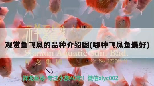 龍魚打架受傷用什么藥：龍魚打架受傷了怎么辦 龍魚打架受傷用什么藥：龍魚打架受傷了怎么辦 龍魚百科 第2張