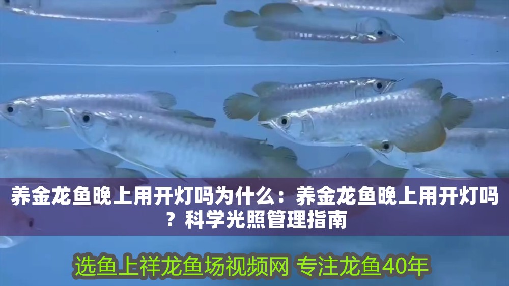 養金龍魚晚上用開燈嗎為什么：養金龍魚晚上用開燈嗎？科學光照管理指南 養金龍魚晚上用開燈嗎為什么：養金龍魚晚上用開燈嗎？科學光照管理指南 龍魚百科 第1張