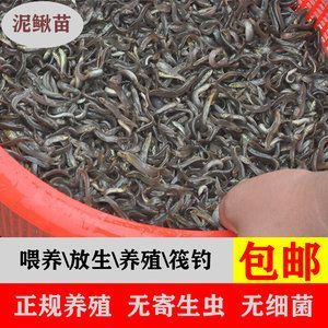 龍魚喂養(yǎng)泥鰍好嗎：給龍魚喂養(yǎng)泥鰍好嗎