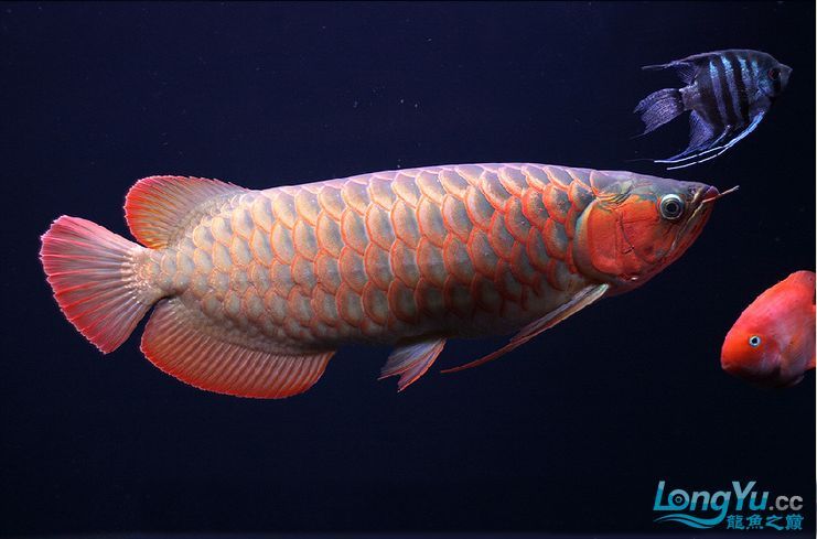 金龍魚怎么發色好，怎么養長得大：老玩家飼養金龍魚發色方法很簡單，新手一學就會