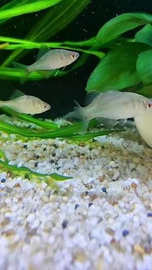 雷龍魚吃什么小魚好