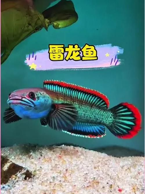 雷龍魚吃什么小魚好