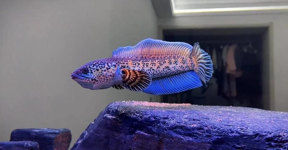 雷龍魚吃什么小魚好