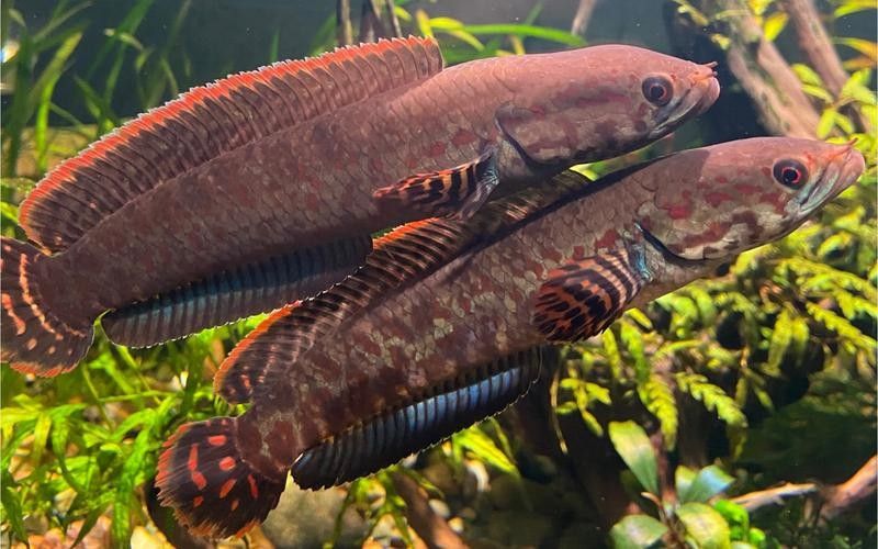 雷龍魚吃什么小魚好